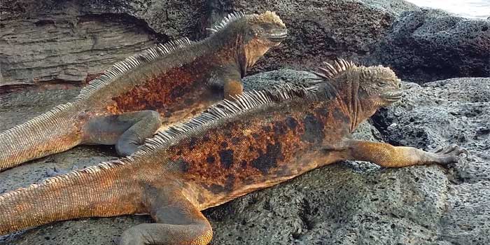 Galapagos Inseln Katamaran-Kreuzfahrten