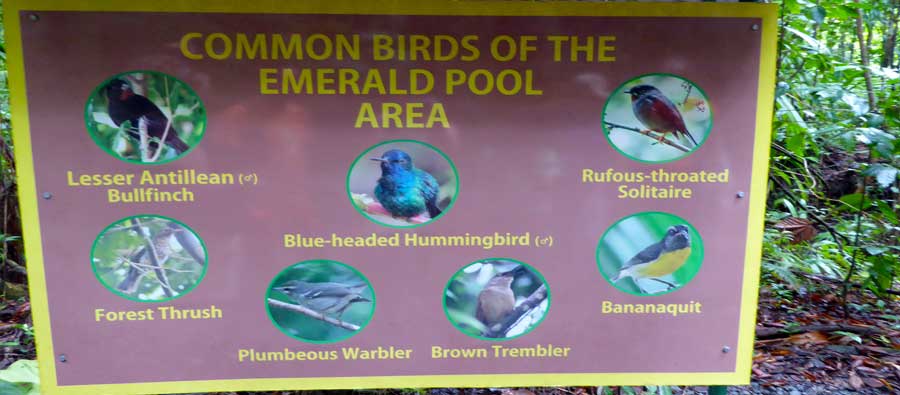 Emerald Pool - Dominica
