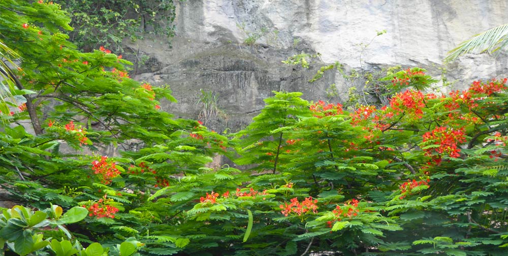 Dauer einer Dominica Reise
