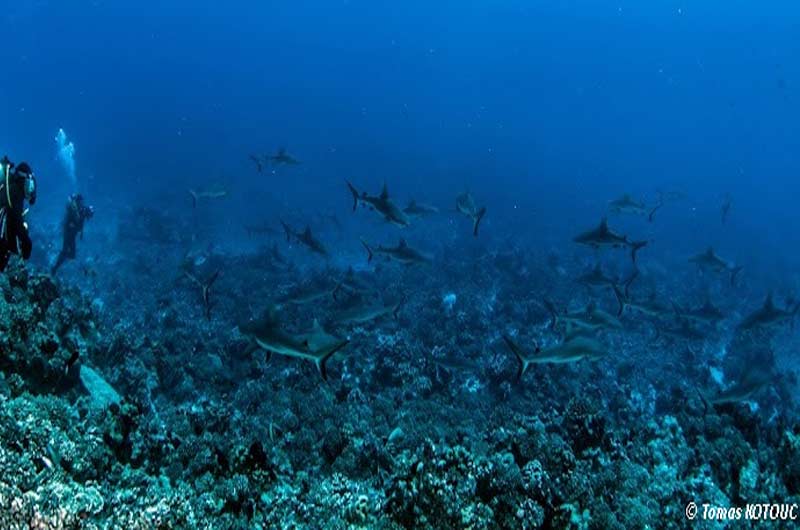 Tauchen Fakarava Atoll