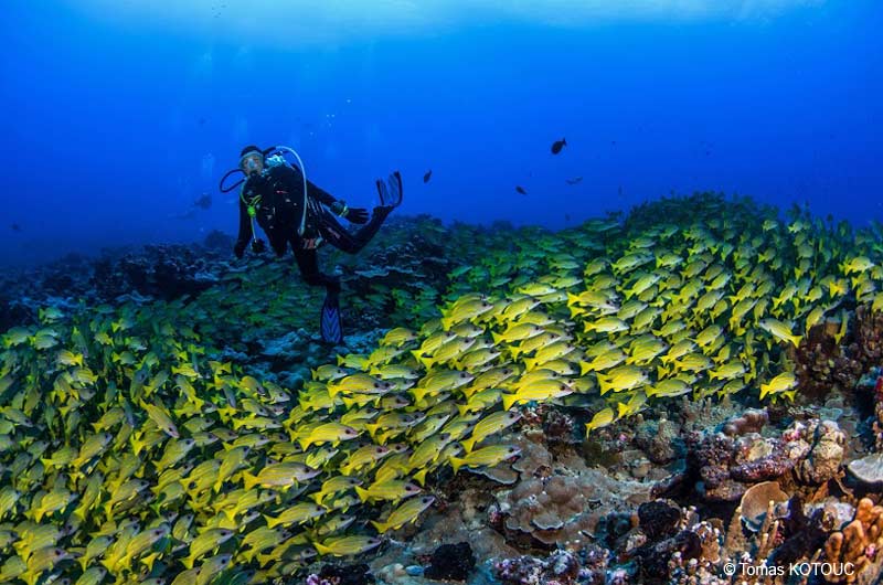 Tauchen Fakarava Atoll