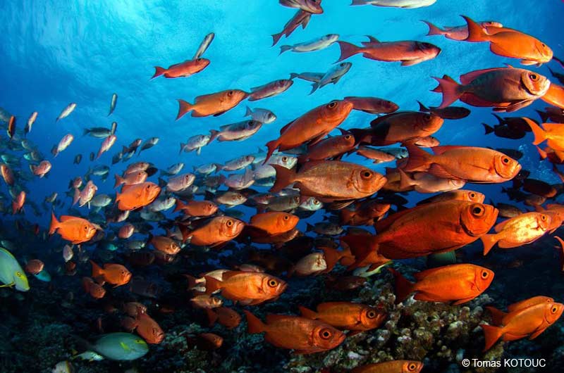 Tauchen Fakarava Atoll