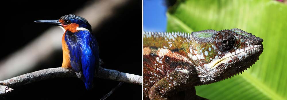 Masoala Forest - Nationalpark Madagaskar