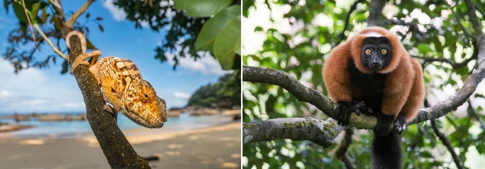 Masoala Forest - Nationalpark Madagaskar