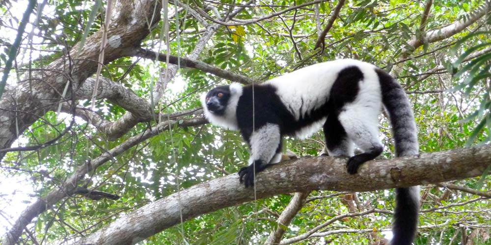 Exotische Faszination Madagaskar - mit allen Sinnen genießen