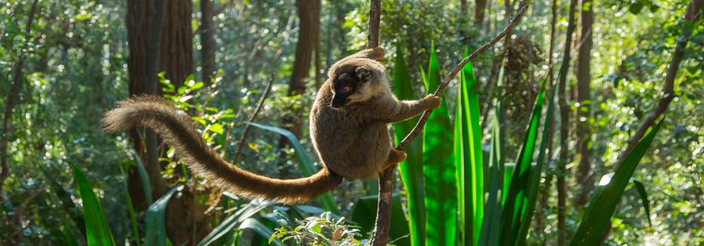 Madagaskar Individualreise