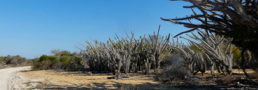 Madagaskar Individualreise