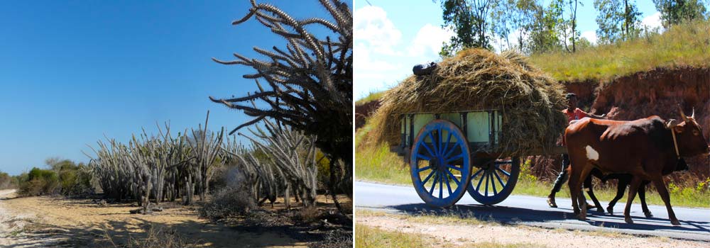 Madagaskar Individualreise