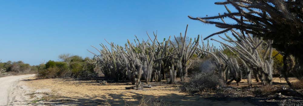 Madagaskar