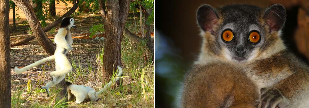 Madagaskar