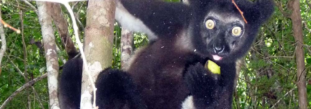 Madagaskar