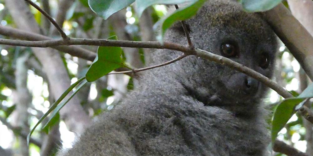Geführte Rundreise durch Madagaskar