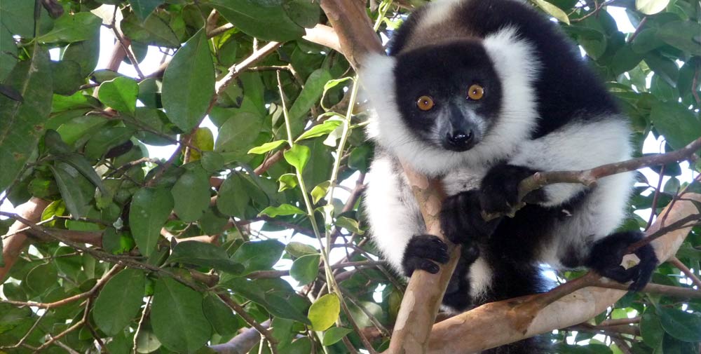 Madagaskar endemische Tierarten