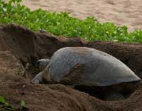 Mayotte