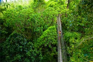 Canopy Walkway im Falealupo Rainforest Preserve