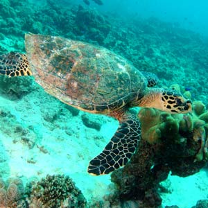 Seychellen Kreuzfahrt Kombination