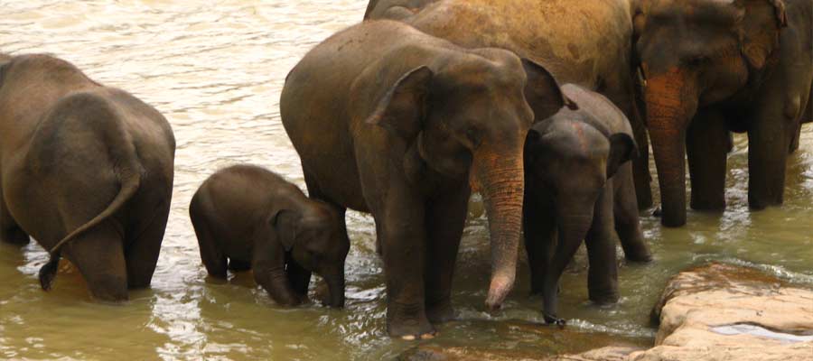 Geführte Rundreise durch Sri Lanka