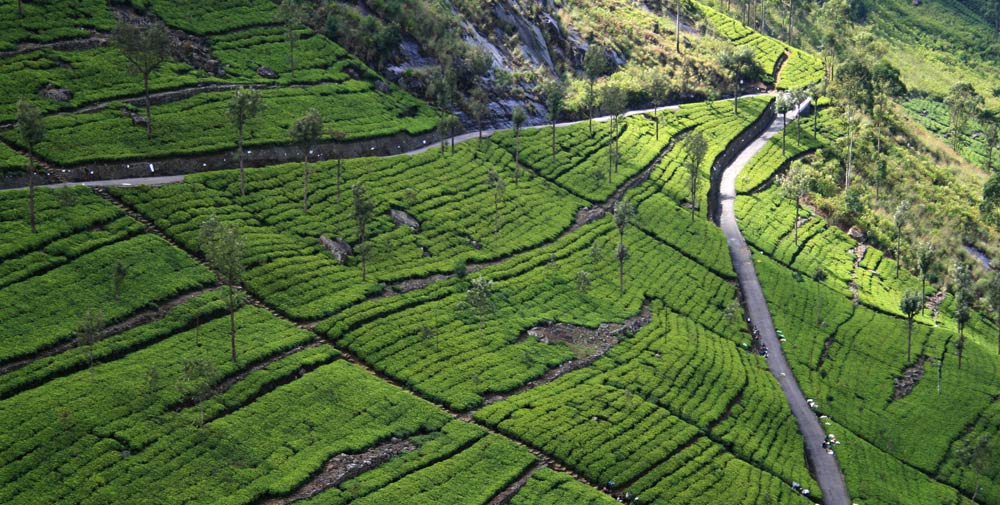 beste Reisezeit für Sri Lanka Urlaub